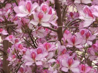 Bauhinia variegata